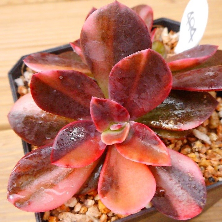 Echeveria Hanaikada, Variegata