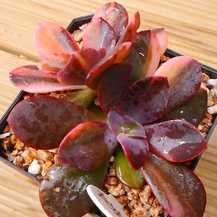 Echeveria Hanaikada, Variegata