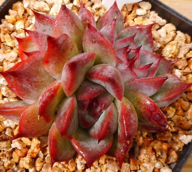 Echeveria Stella