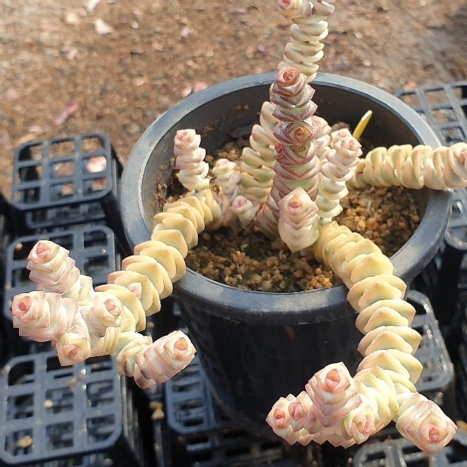 Crassula Perforata, Variegata