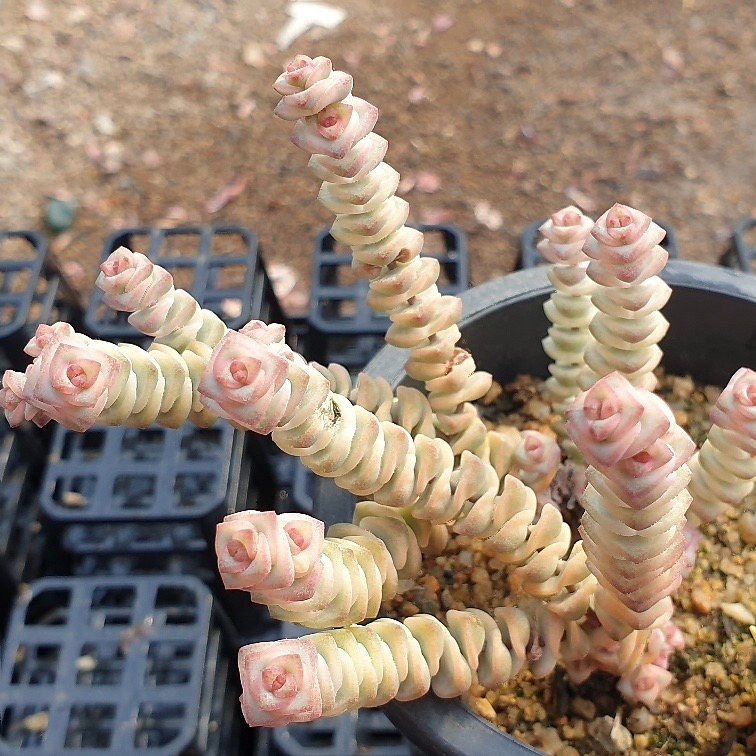 Crassula Perforata, Variegata