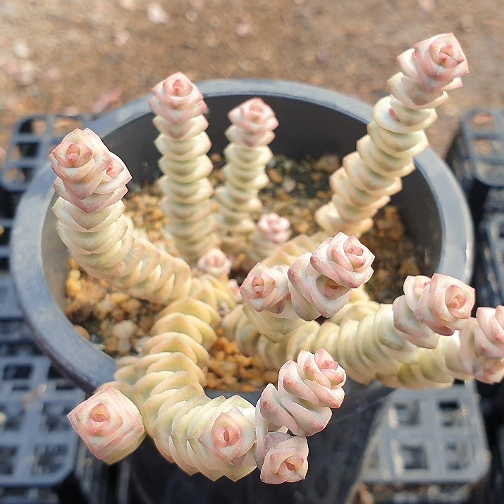Crassula Perforata, Variegata