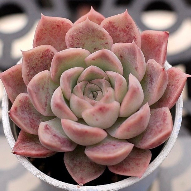 Echeveria Spicy Lara