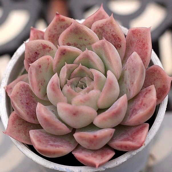 Echeveria Spicy Lara