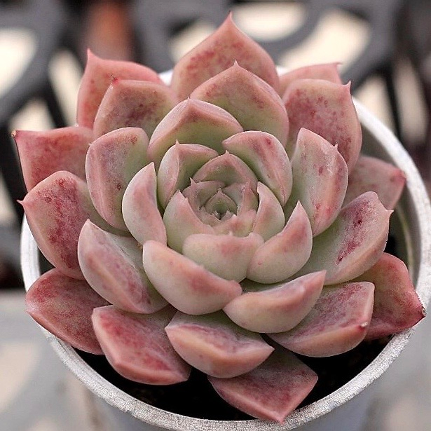 Echeveria Spicy Lara