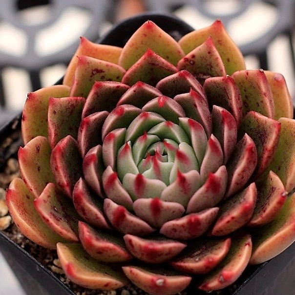 Echeveria Rudolph