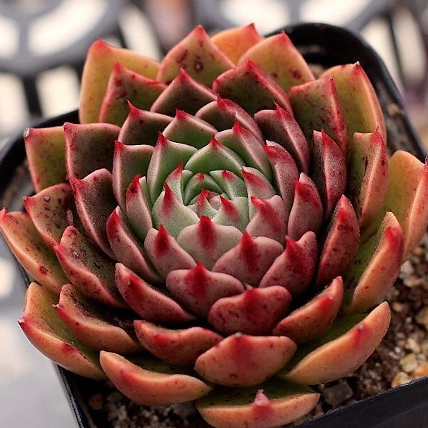 Echeveria Rudolph