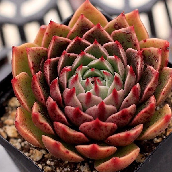 Echeveria Rudolph