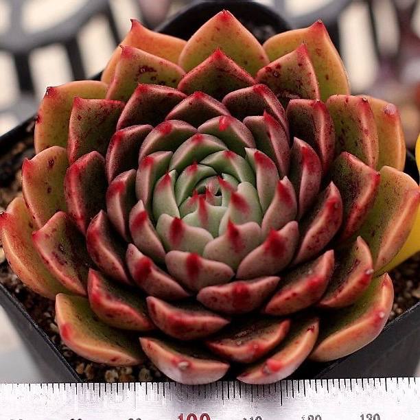 Echeveria Rudolph