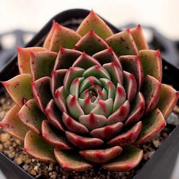 Echeveria Rudolph