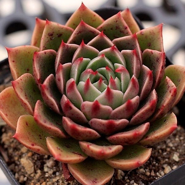 Echeveria Rudolph
