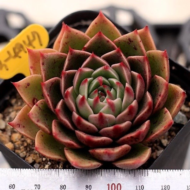 Echeveria Rudolph