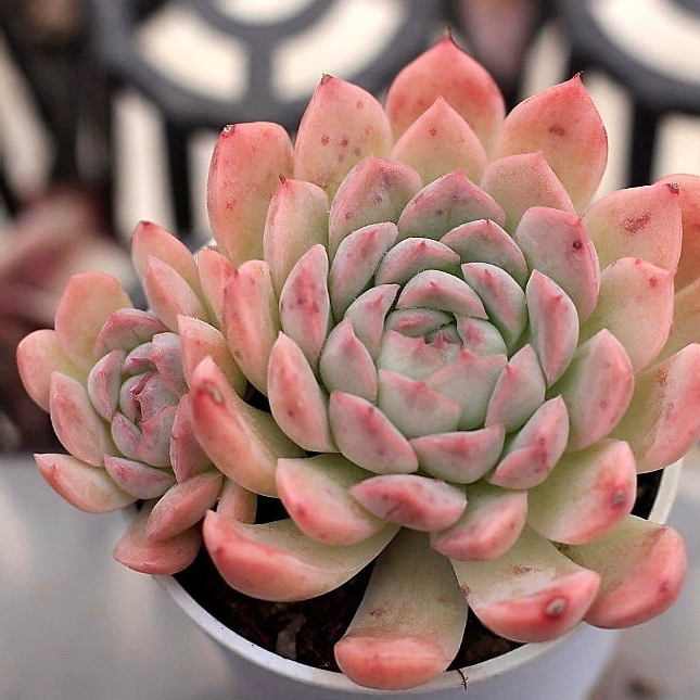Echeveria Hughmillus Sp.