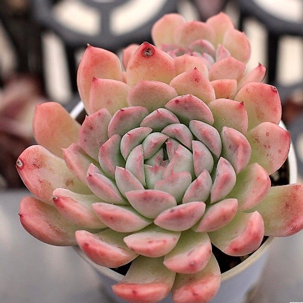 Echeveria Hughmillus Sp.