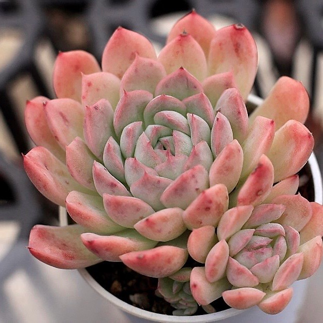 Echeveria Hughmillus Sp.