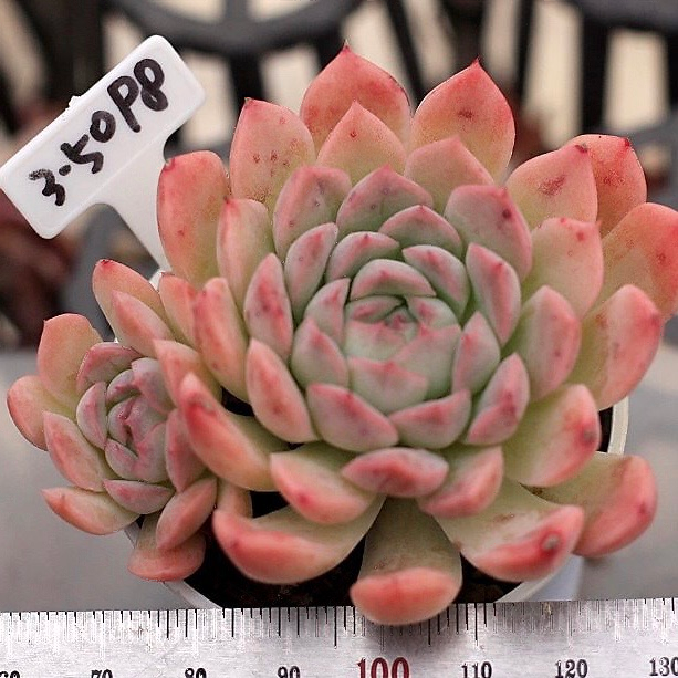 Echeveria Hughmillus Sp.