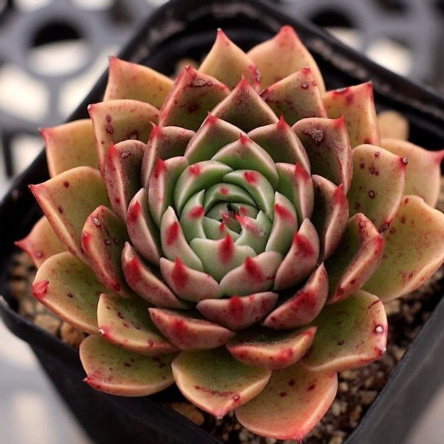 Echeveria Rudolph