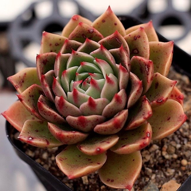 Echeveria Rudolph