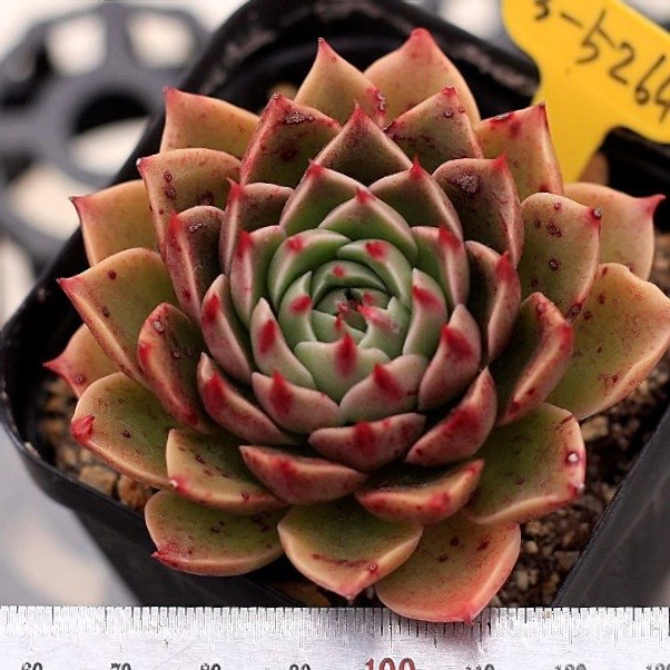 Echeveria Rudolph