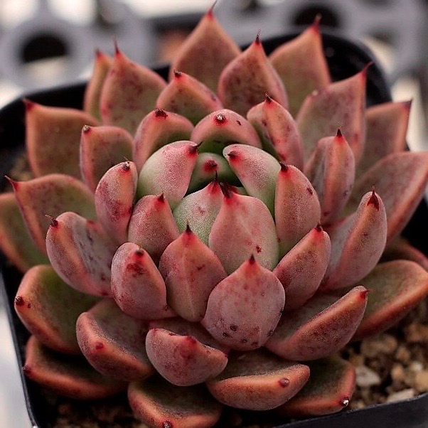 Echeveria Golden Bear