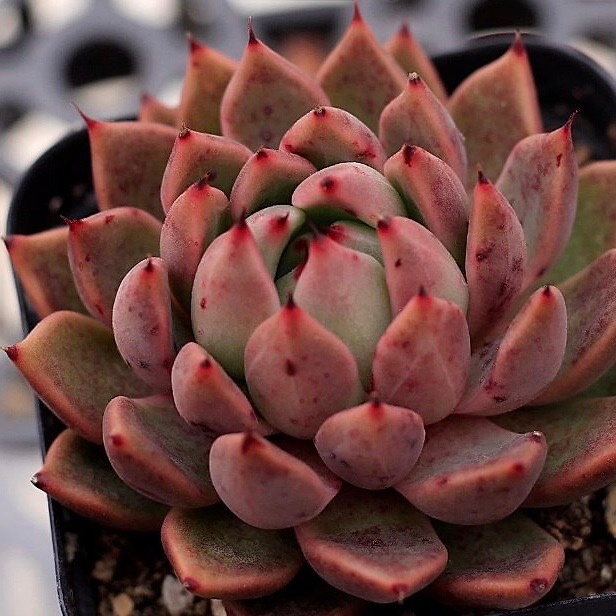 Echeveria Golden Bear