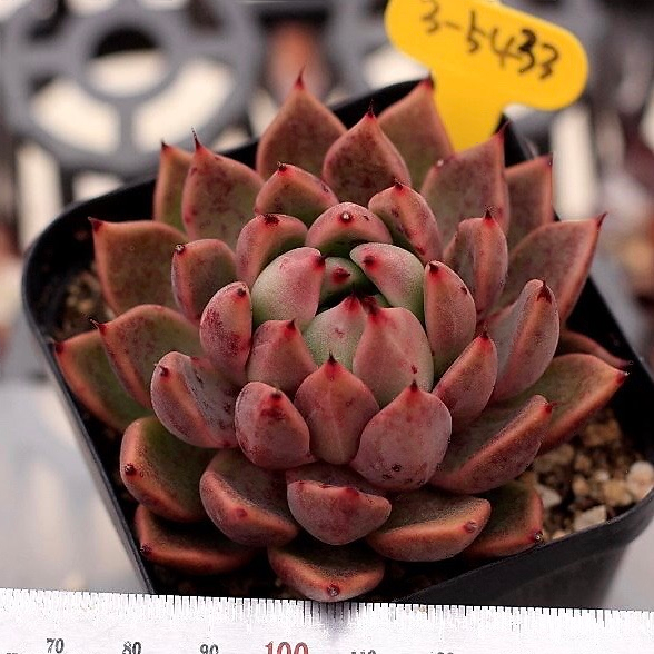 Echeveria Golden Bear