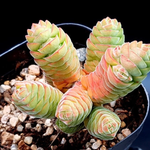 Crassula Columella