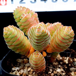 Crassula Columella