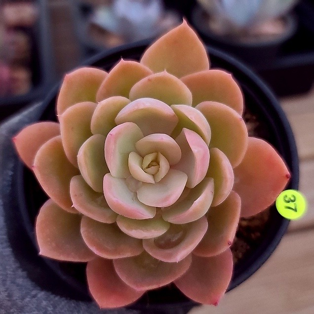 Echeveria Pink Vera
