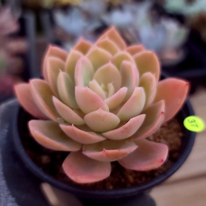 Echeveria Pink Vera