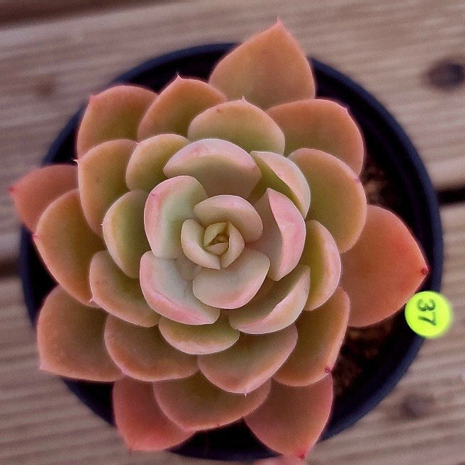 Echeveria Pink Vera