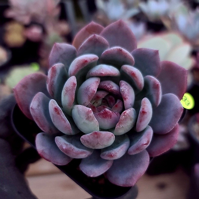 Echeveria Sp.