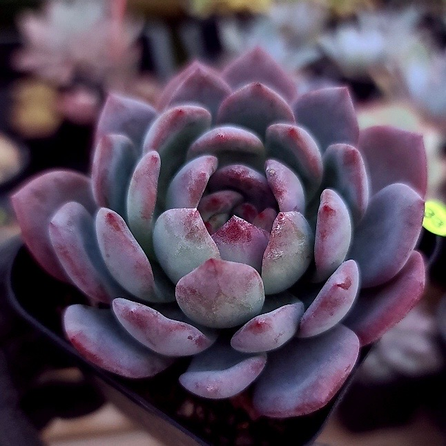 Echeveria Sp.