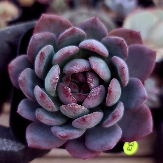 Echeveria Sp.