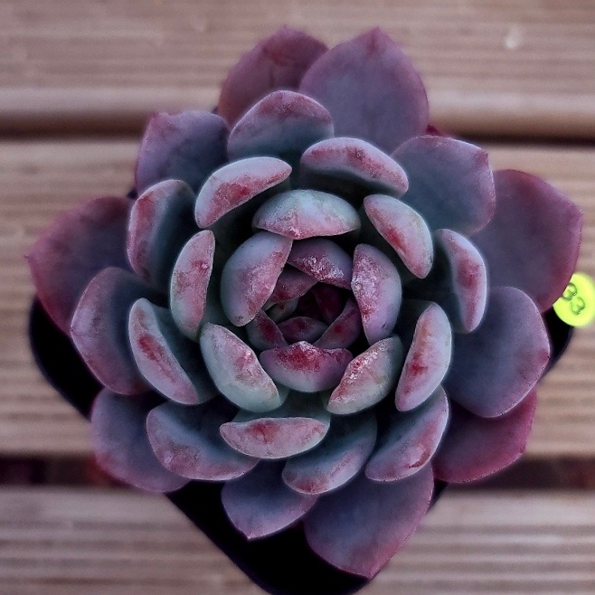 Echeveria Sp.