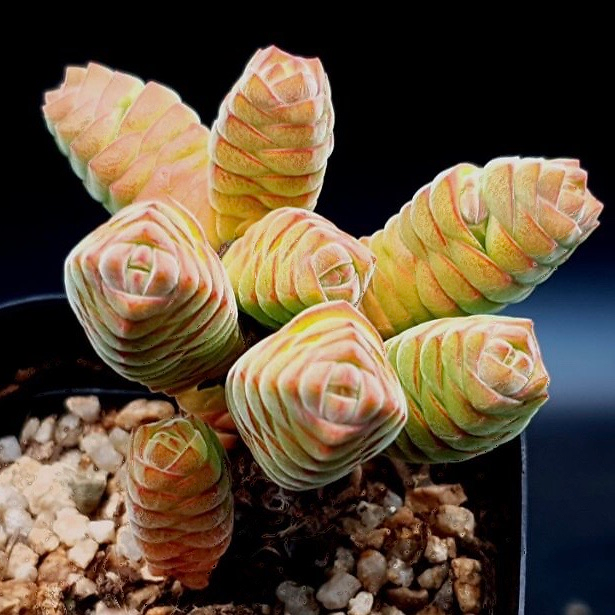 Crassula Columella