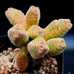 Crassula Columella