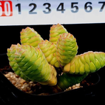 Crassula Columella