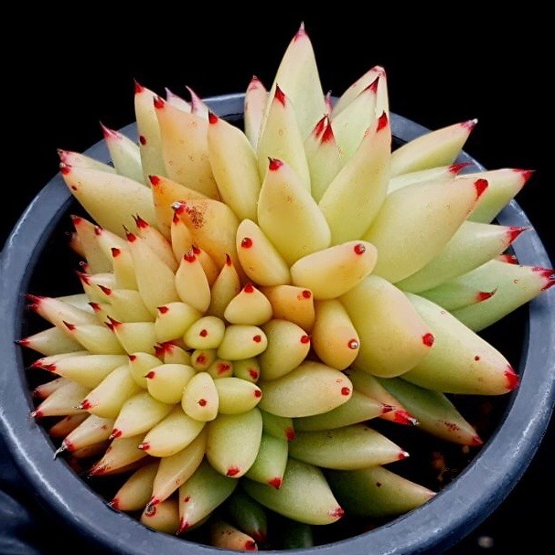 Echeveria Agavoides Cristata