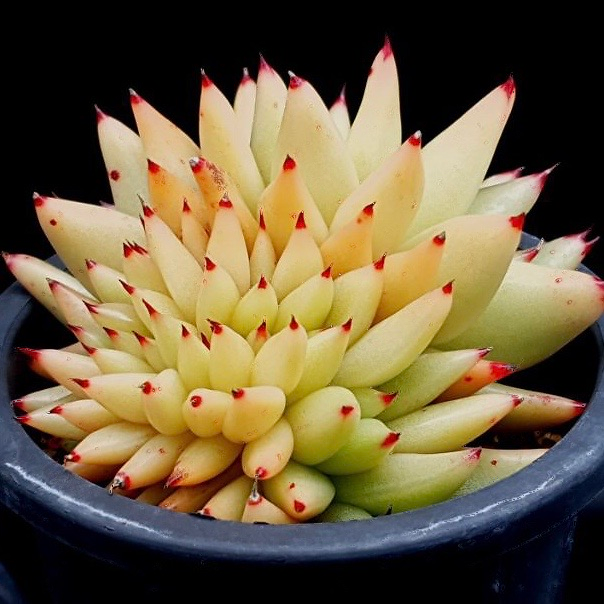Echeveria Agavoides Cristata
