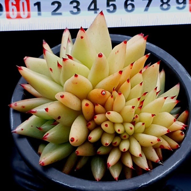 Echeveria Agavoides Cristata
