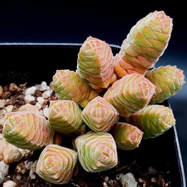 Crassula Columella
