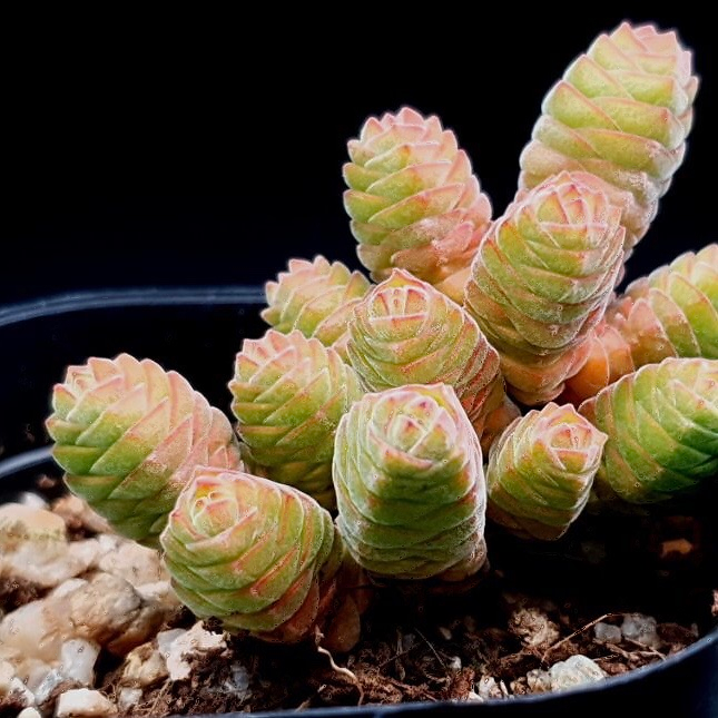Crassula Columella