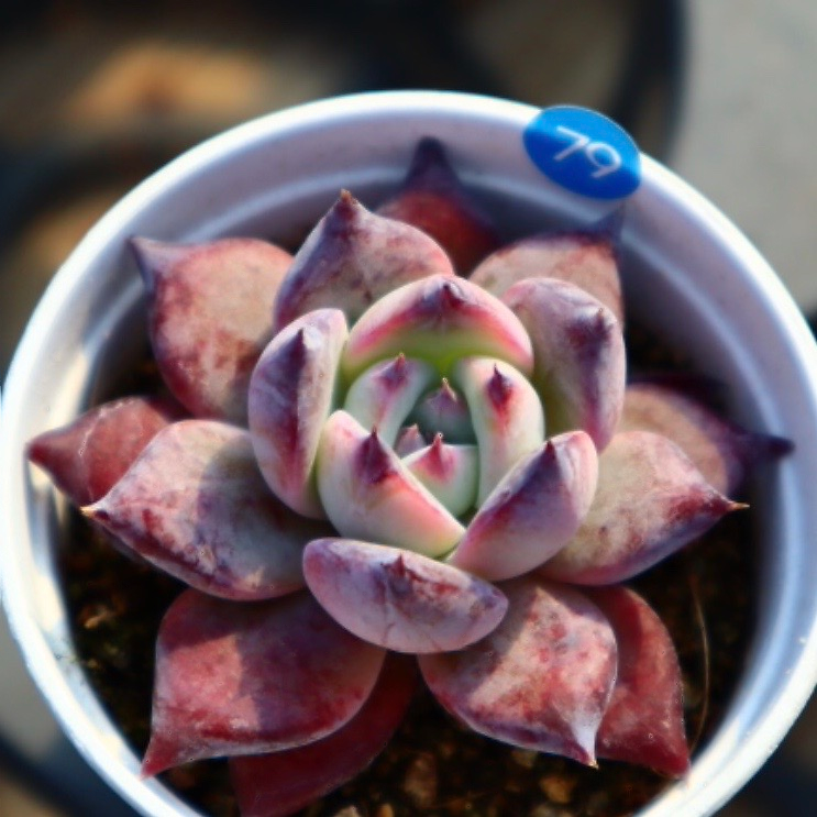 Echeveria Sapphire