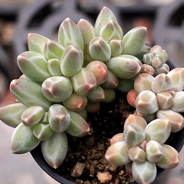 Pachyphytum Compactum Sp.