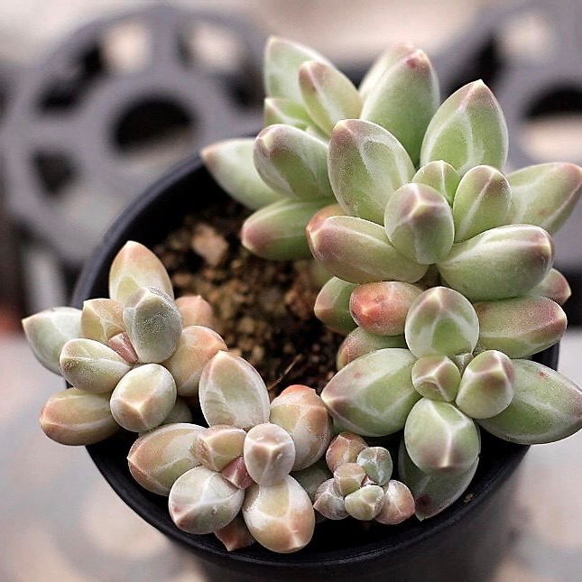 Pachyphytum Compactum Sp.