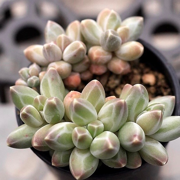 Pachyphytum Compactum Sp.