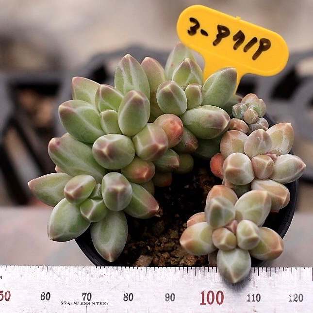 Pachyphytum Compactum Sp.