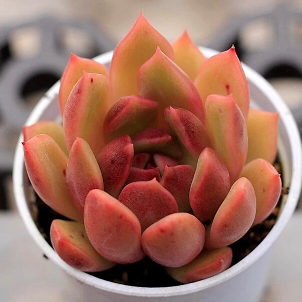 Echeveria Black Queen Hybrid
