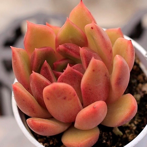 Echeveria Black Queen Hybrid